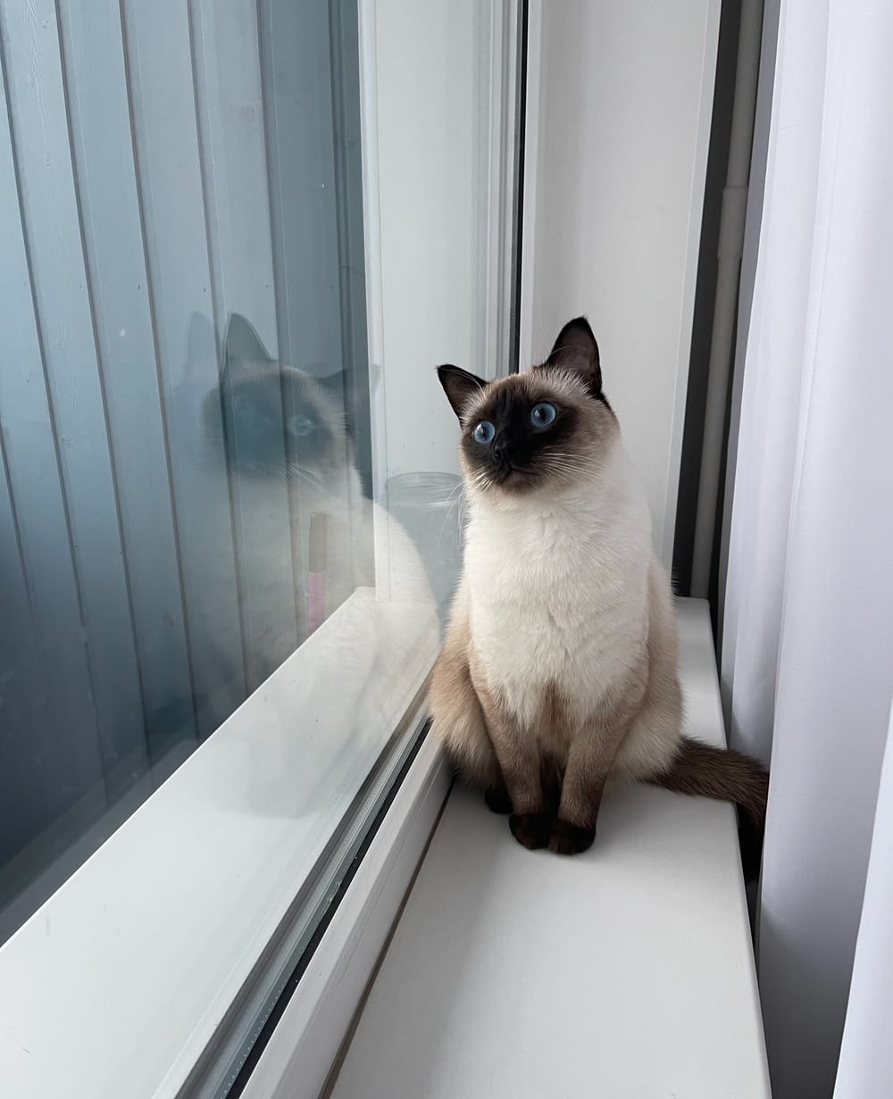 Кот смотрит на своё отражение в окне